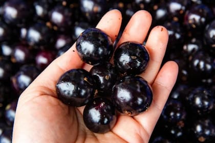 La deliciosa fruta de jabuticaba