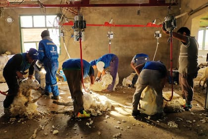 La demostración de esquila es una de las actividades más solicitadas