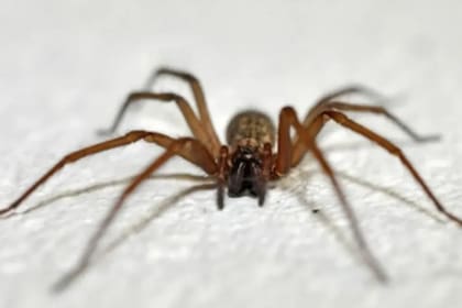 La denominada “araña de rincón” no provoca dolor al inocular su veneno