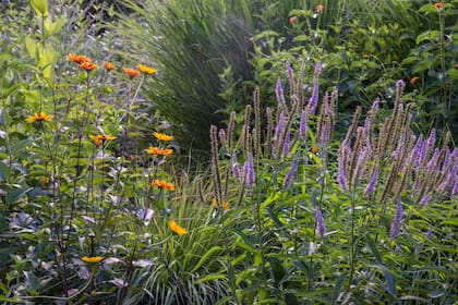 La densidad como recurso: capas que se superponen, cubren y ordenan, logrando un jardín sin rigidez