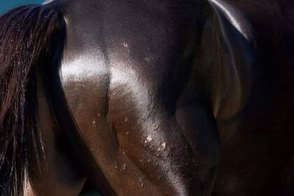 La dermatitis de la discordia; una imagen de hace unas semanas muestra la erupción que tenía Medina Spirit en el anca derecha.