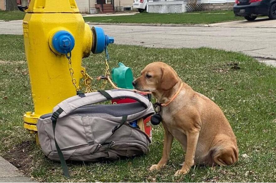 La desgarradora historia de la perrita abandonada con una mochila llena de juguetes y una nota - LA NACION