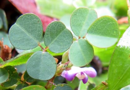 La Desmodium adscendens, es benéfica para reducir la grasa en el hígado