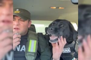 La tierna despedida a una perra de Gendarmería que se jubiló: "Feliz retiro, compañera"