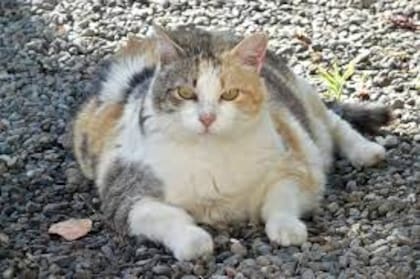 La diabetes produce un significativo aumento de peso en los gatos