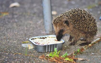La dieta de estos animales consiste principalmente de insectos