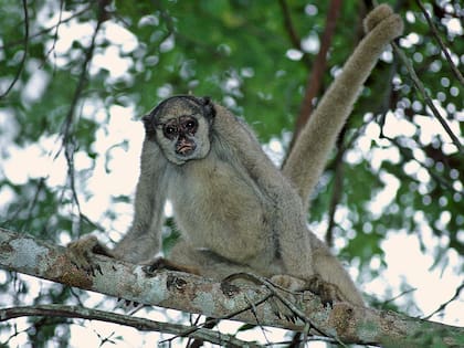 La diferencia de tamaños entre las dos especies de primates es minima