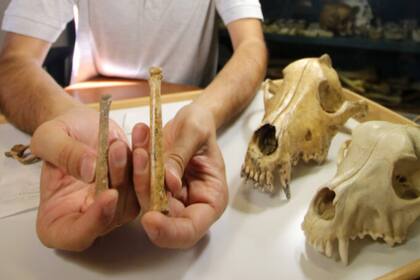 La diferencia entre los huesos descubiertos de lobo y de perro ya domesticado muestra la primera diferencia básica que responde al menor tamaño del animal devenido en mascota