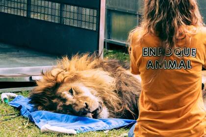 La organización Enfoque Animal trabaja para trasladar animales en cautiverio a un santuario en Estados Unidos
