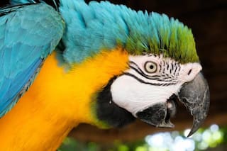 Alertan por una sobrepoblación de loros en Bahía Blanca