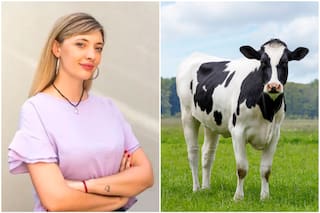 Expertos cuestionan el proyecto de la diputada K que impulsa un impuesto a los gases de las vacas