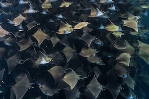 La disponibilidad de alimento en el océano regula la competencia entre los grandes depredadores marinos, según estudio