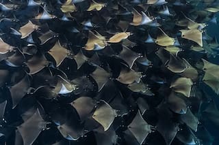 La disponibilidad de alimento en el océano regula la competencia entre los grandes depredadores marinos, según estudio