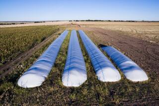 Dolarización en el mercado: el análisis de una norma que divide opiniones