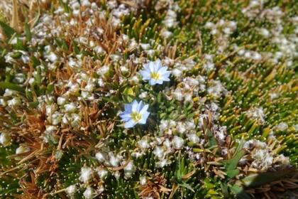 La Distichia muscoides es una planta dominante en los bofedales de la montaña