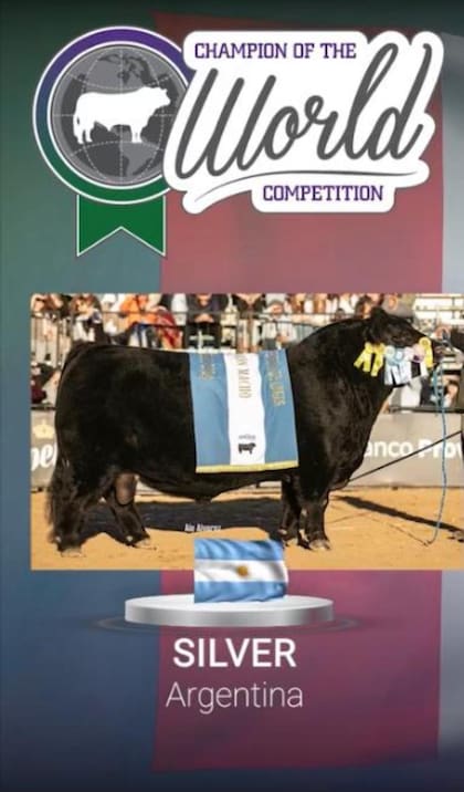 La distinción para el toro Angus