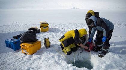 La división de científicos australianos en Antártida envían la cámara al mundo submarino