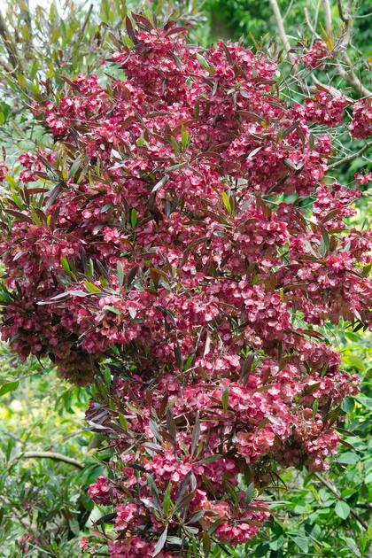 La Dodonaea viscosa es una barrera natural contra el viento en lugares donde otras plantas no crecen fácilmente