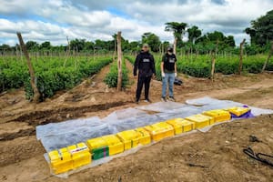 Cuidaban una plantación de tomates, pero bajo el suelo había más cocaína que semillas y fertilizantes