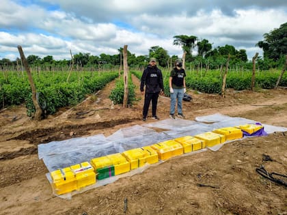 La droga incautada en Colonia Santa Rosa, Salta