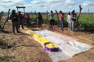 Alquilaban fincas para cultivos de temporada, pero la usaban para acopiar cocaína