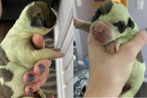 La dueña del animal compartió las fotos en su cuenta de Facebook