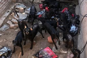 Una mujer de Córdoba tiene más de 30 perros, no los puede alimentar y aseguró que “se comen entre ellos”
