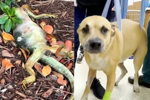 Un perro quedó paralizado tras comer una iguana muerta y veterinarios alertan sobre el riesgo