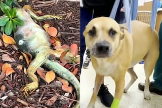 Un perro quedó paralizado tras comer una iguana muerta y veterinarios alertan sobre el riesgo