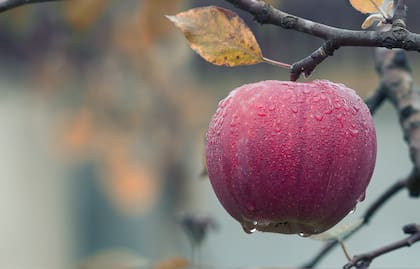 La dulzura de la manzana también ayuda a suavizar el sabor y darle un nuevo perfil