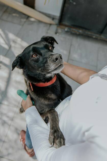 La duración de un paseo depende de varios factores: la raza, la edad, el nivel de energía, el estado de salud y hasta las condiciones climáticas