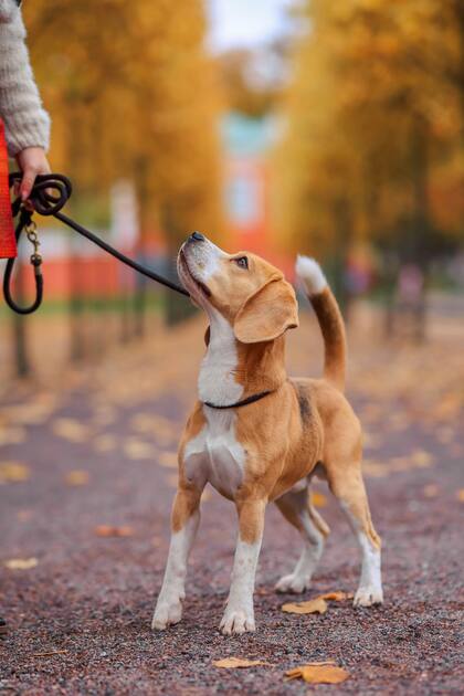 La duración de un paseo depende de varios factores: la raza, la edad, el nivel de energía, el estado de salud y hasta las condiciones climáticas