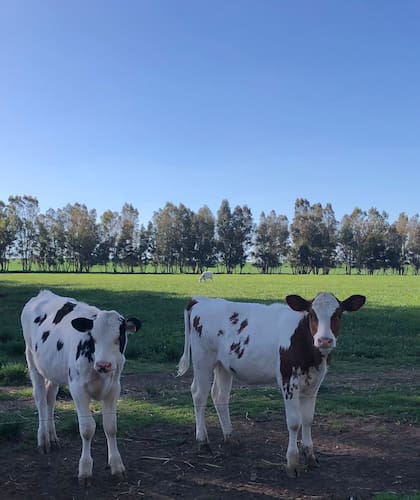 La DVB se detecta con frecuencia en animales de tambo