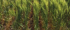 En una campaña con costos en alza, la precisión en las decisiones agronómicas será clave