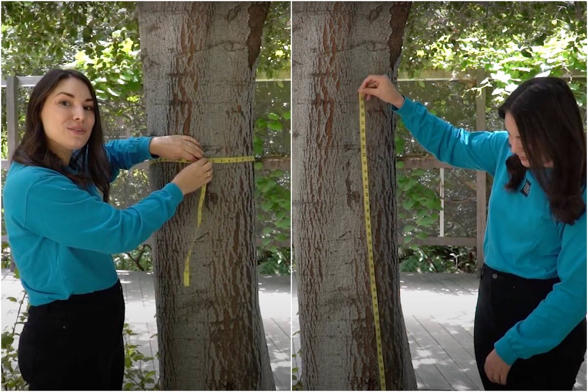 Falso Roble Oak Tree: Cómo se determina la edad de un roble, el árbol más popular ...