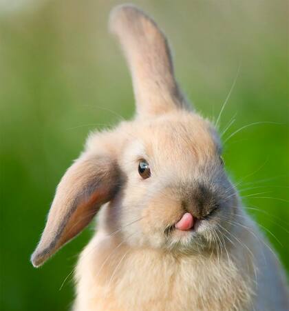La edición genética suele tener resultados inesperados, como unos conejos alterados para ser más delgados que inexplicablemente terminaron con lenguas mucho más largas