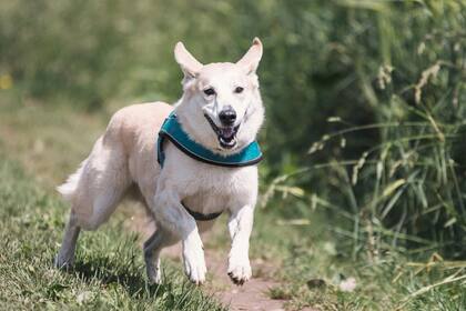 La educación canina es clave para tener una buena convivencia