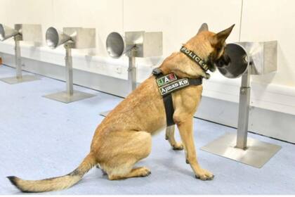 La efectividad de los perros, según el ministro del Interior de Dubai, es del 92%