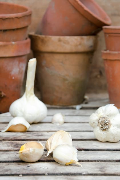 La efectividad del consumo de ajo en el dieta depende de la constancia