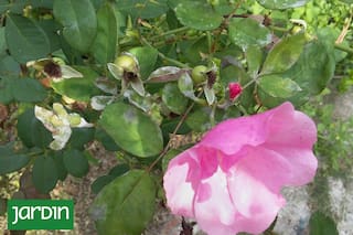 ¿Cuál es la enfermedad que ahora afecta en invierno?