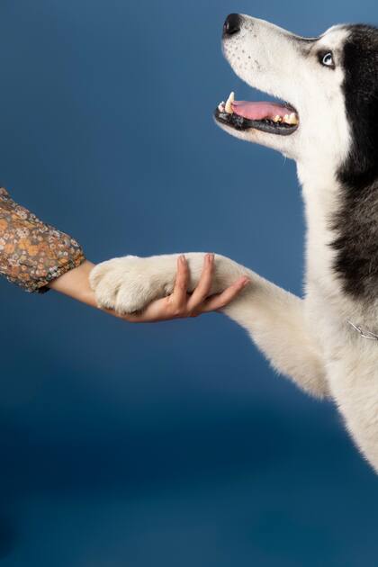 La elección de la pata preferida también influye en la personalidad (Foto: Freepik)