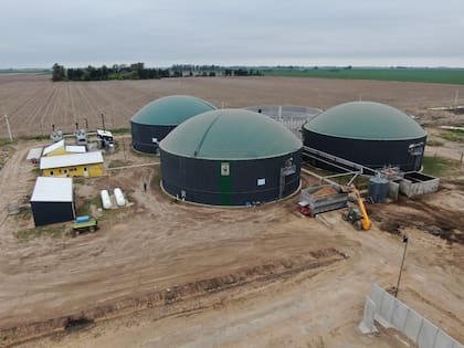 La electricidad producida por los biodigestores es “verde”. Proviene de la fermentación de silo de maíz y de cultivos de invierno (vicia y centeno) picados combinados con la bosta del criadero, que genera metano