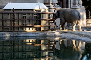 Ecoparque. Comenzó el viaje de la elefanta Mara rumbo al santuario de Brasil