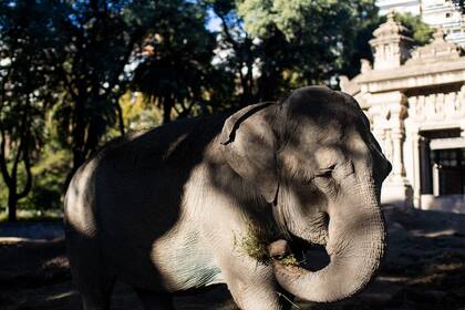 La elefanta Mara se despide del Ecoparque donde vive desde 1995