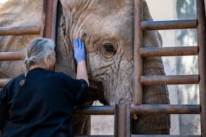 La elefanta africana avanza a Brasil con buen ritmo y sin inconvenientes