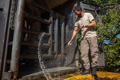 La elefanta Kenya ya está en el santuario de Brasil