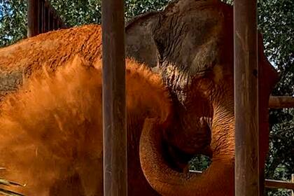 La elefanta Mara al arribar al santuario en Brasil