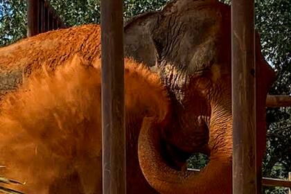 La elefanta Mara al arribar al santuario en Brasil