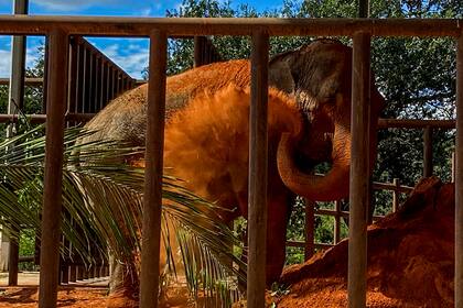 La elefanta Mara al arribar al santuario en Brasil