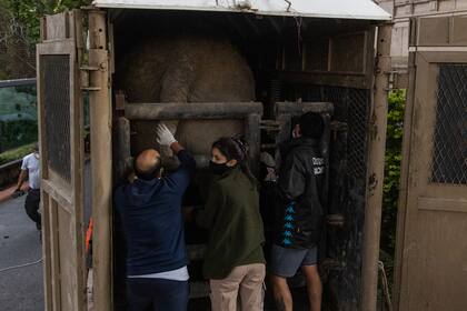 Mara ingresa a la caja de traslado el sábado, cuando comenzó el viaje al Santuario de Brasil